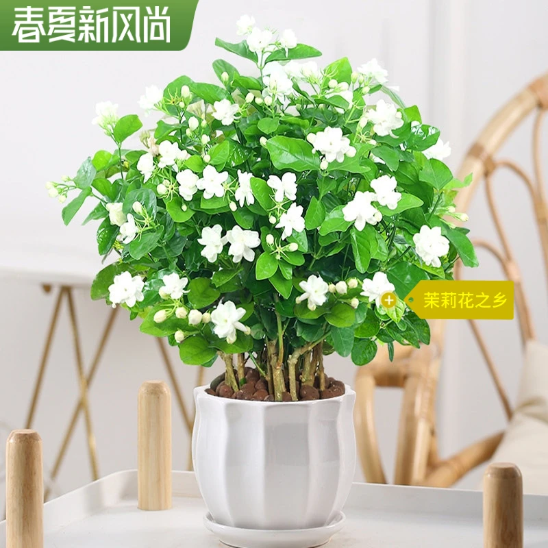 茉莉花盆栽绿色洁白简约四季点缀可食春夏开花长花开自然养护飘香