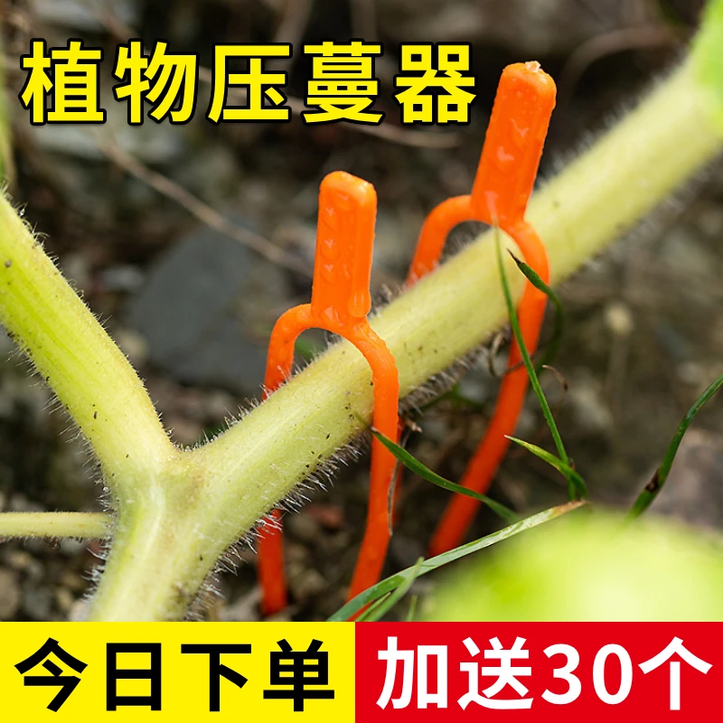 园艺压蔓器藤蔓夹植物固定夹葡萄茎固定夹压蔓器草莓定植器定植叉