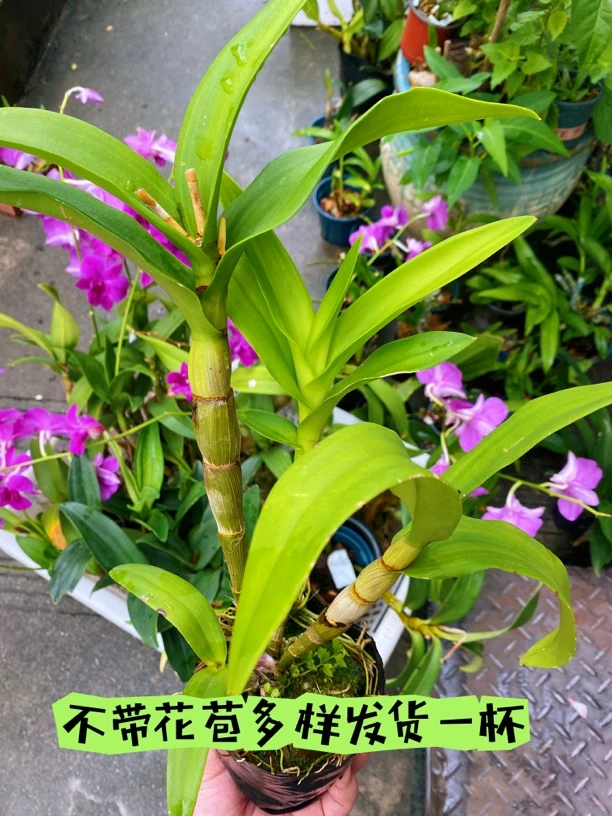 紫霞仙子石斛精品3-5苗不带花苞黑色杯多样发货叶子不包破损