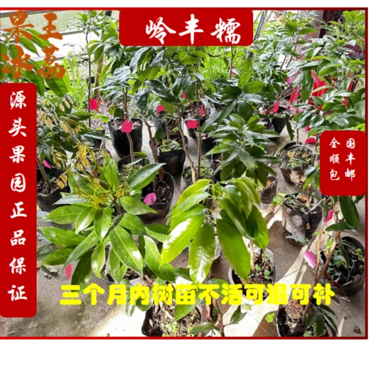 岭丰糯嫁接苗地栽盆景植物观赏果树