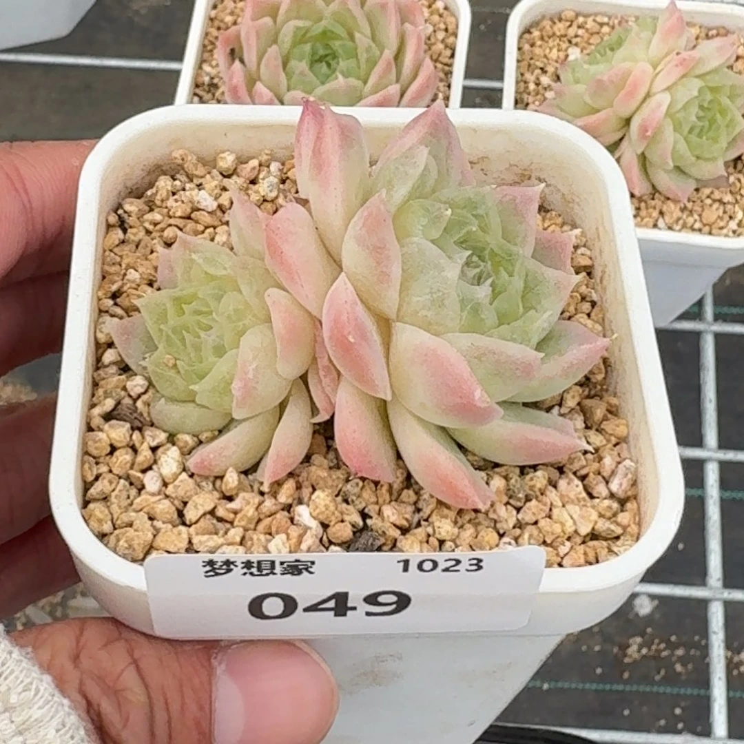 农****田1023-049 瑶华