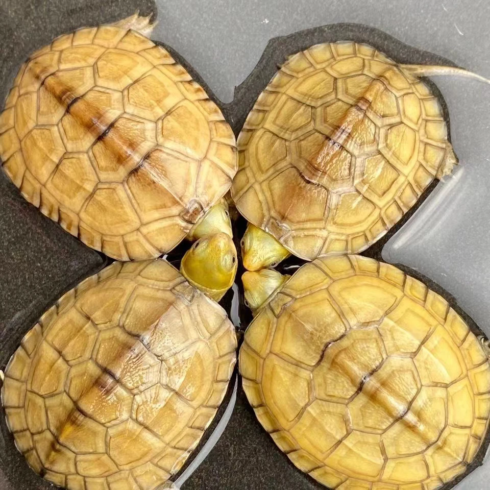 小青龟 三黄小青龟 观赏龟直播选龟链接【直接拍发龟粮】