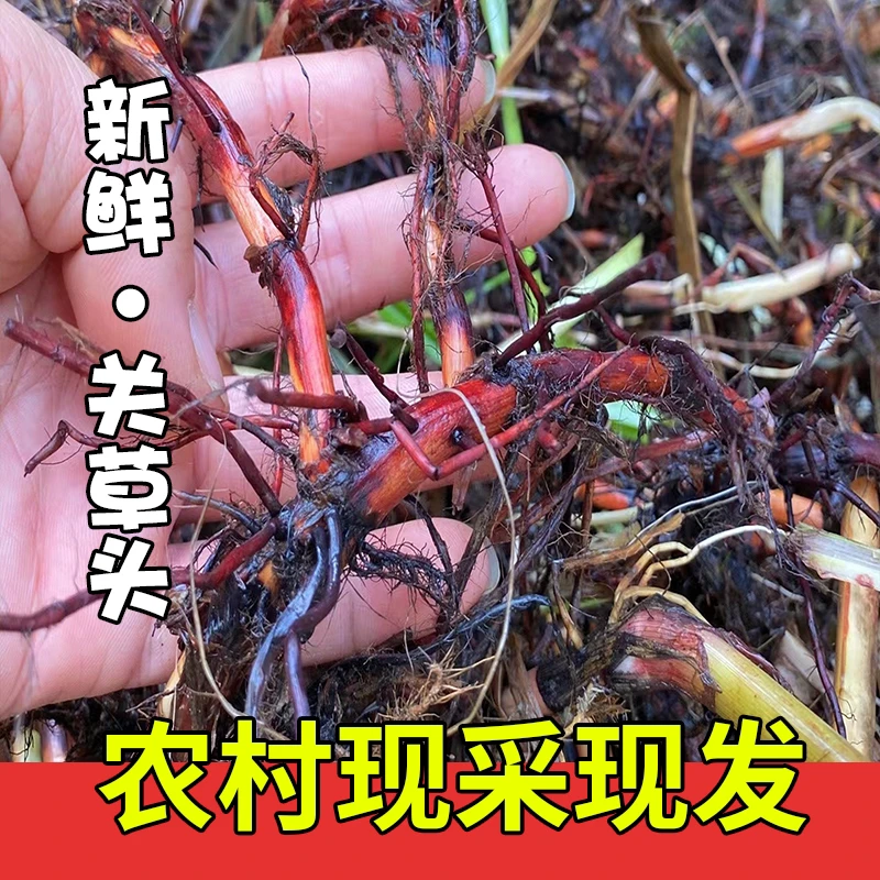 新鲜关草头 三角席草 流血草 异型莎草 现采关草头 止鼻血草