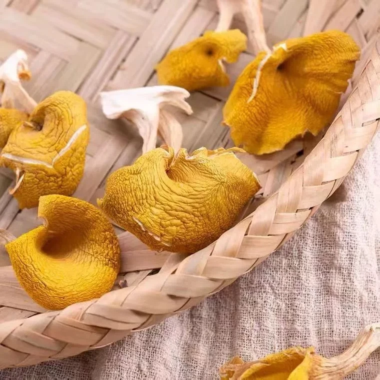 榆黄蘑【支持试吃一袋】农产品 干货 东北特产 250克*2袋