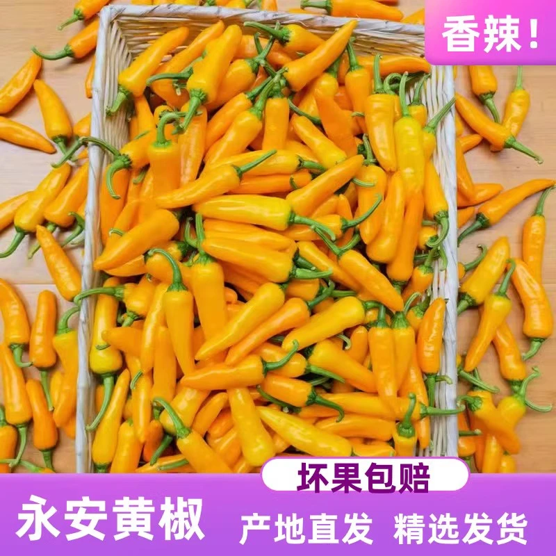 新鲜采摘永安黄椒福建特产农家种植特辣辣椒产地直发1斤-8斤包邮