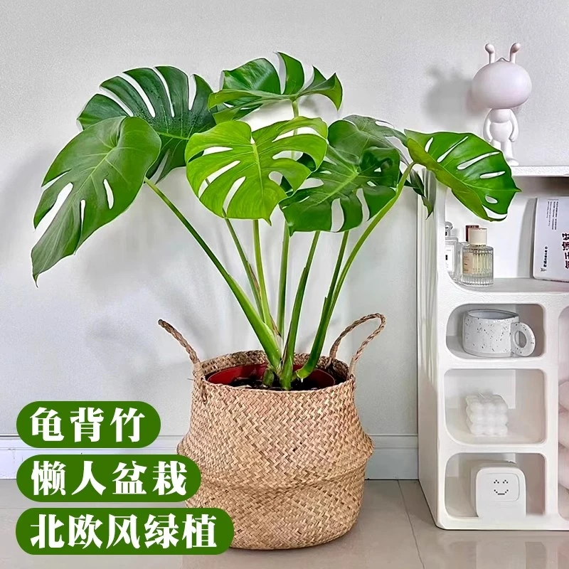 水培植物龟背竹盆栽老桩吸甲醛净化空气大叶室内观叶绿植四季常青