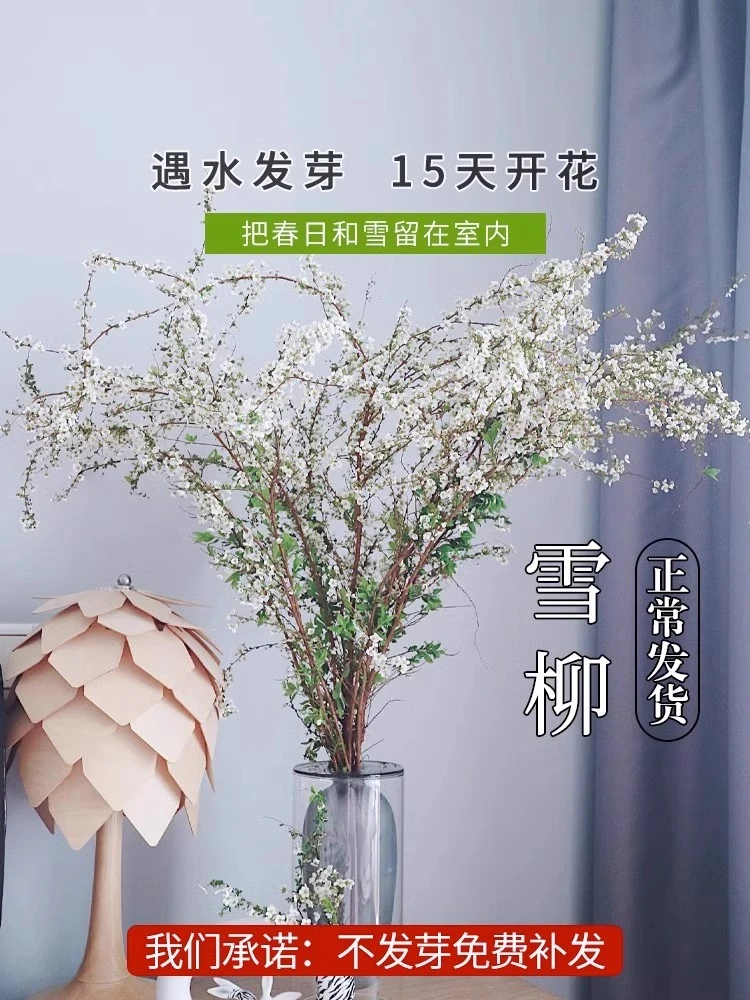 带花苞干枝雪柳龙柳鲜枝水培植物耐寒带花苞绿植花卉客厅室内好养