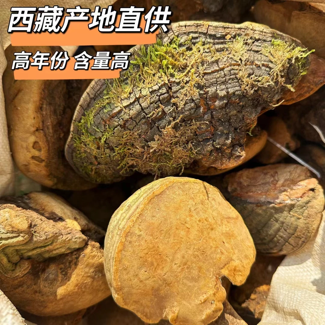 【靓汤料】正品西藏高原野外桑王250g正统西藏正品菌种