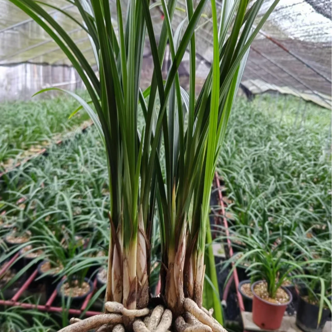 锦峰兰花一物一拍