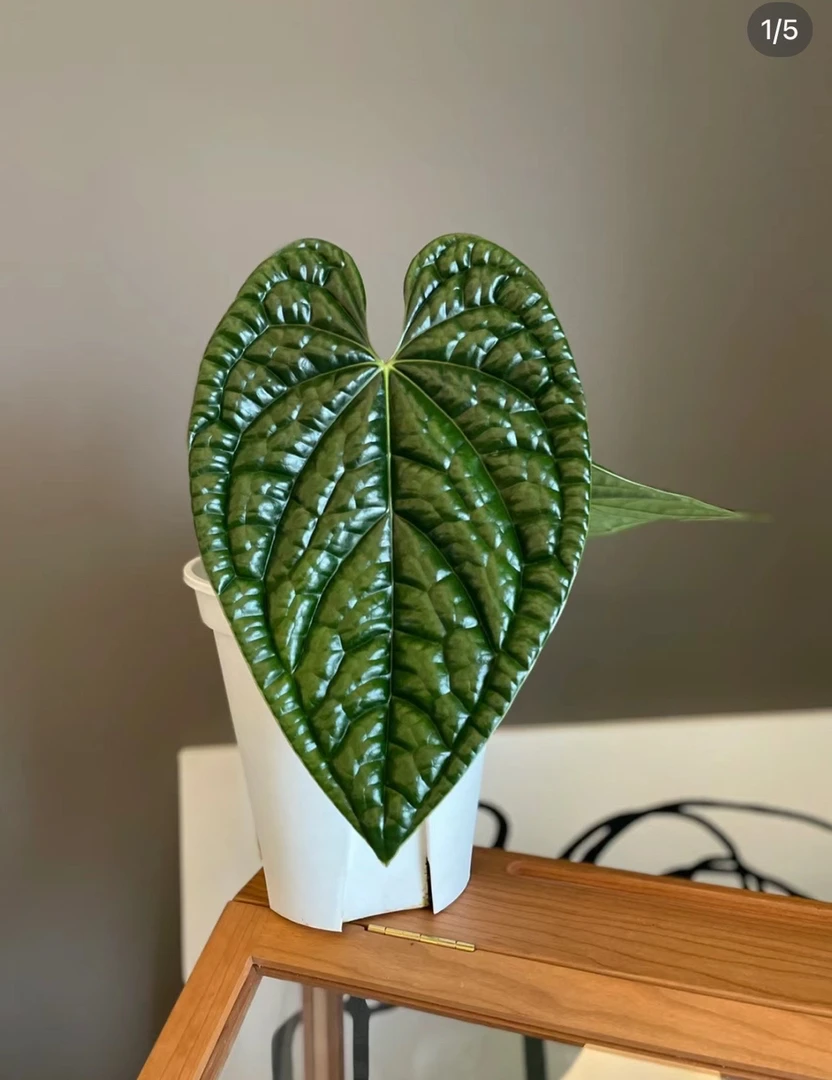 奢华花烛名贵绿植