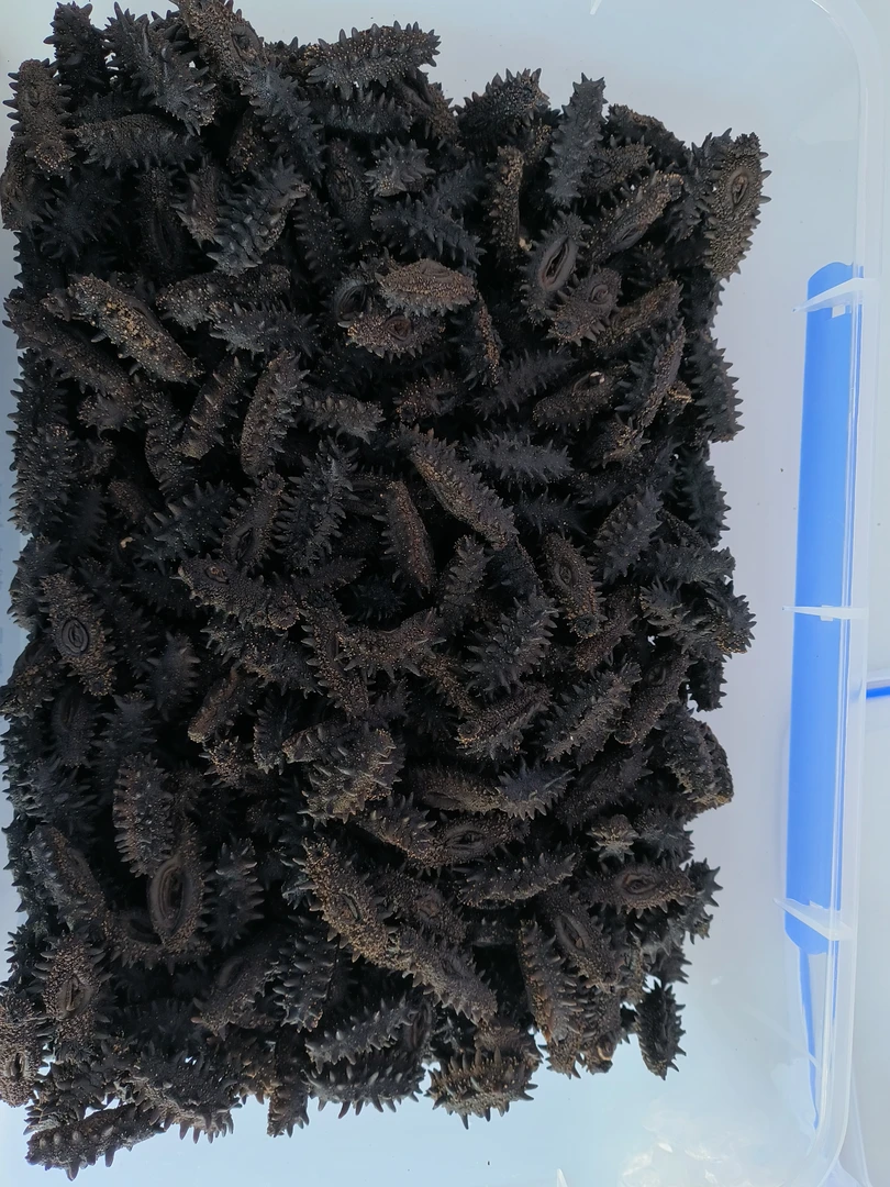 【顺丰空运】俄罗斯进口50-80头野生海参纯淡干零添加7-8成干二红参