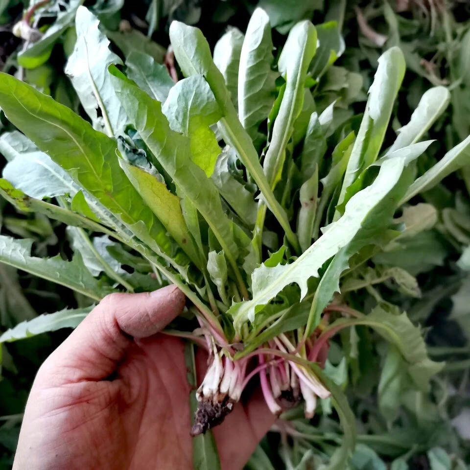 东北野生婆婆丁蘸酱吃可以晾晒晒干泡水喝自己挖的蒲公英