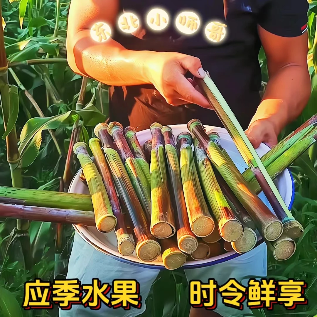 甜杆小甘蔗紫罗兰甜杆甜芦粟新鲜水果中段甜脆罕见水果1/3/5斤