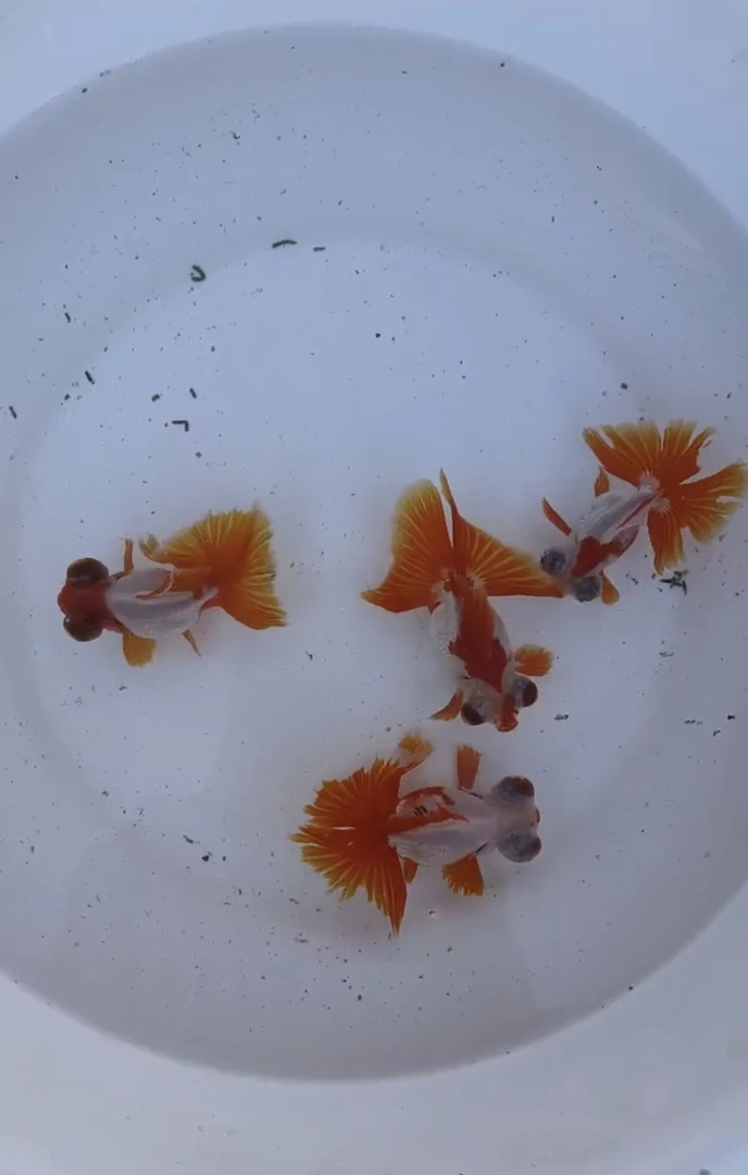 金鱼观赏鱼小型淡水鱼冷水鱼锦鲤兰寿草金鱼好养耐活