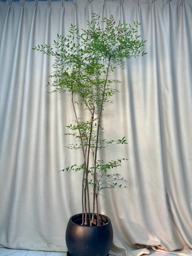 南天竹招财转运保佑家人健康意境感十足耐寒