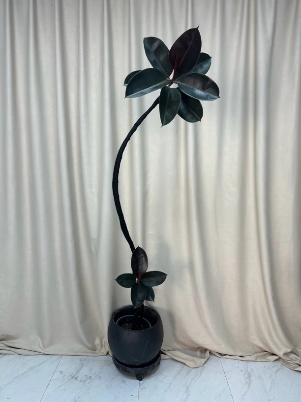 黑金刚橡皮树耐阴耐看氛围感高级感十足久看不腻高级黑