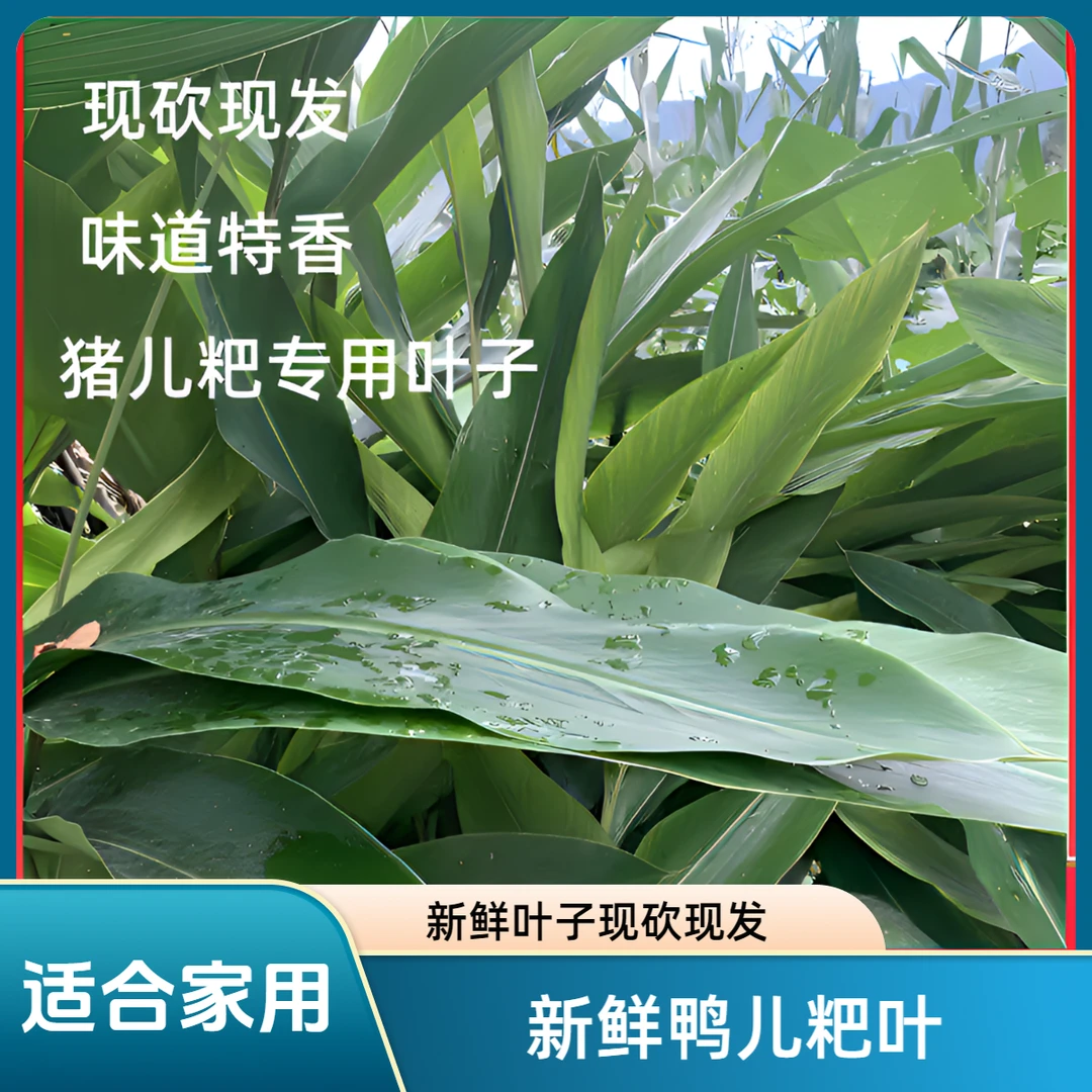 四川宜宾猪儿粑叶新鲜良姜叶包叶儿粑叶子材料鸭儿粑叶家用大宽叶