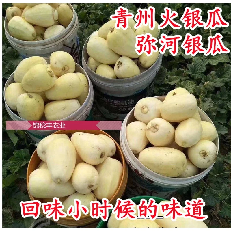 薄皮青州火银瓜甜瓜种子白皮甜香瓜种籽春夏季阳台盆栽水果种孑