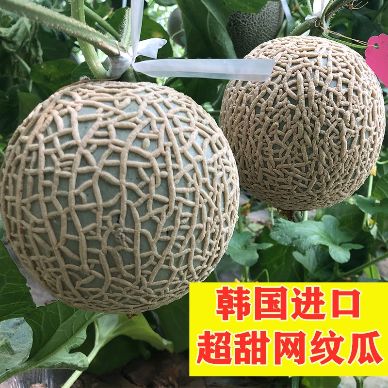 蜜瓜种子 进口高档网纹甜瓜种籽 绿肉 超甜 口感好 玫珑礼品瓜
