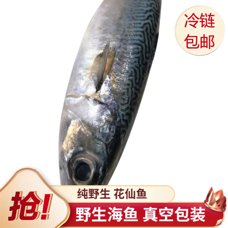 （粉丝福利）汕尾港野生 花仙鱼