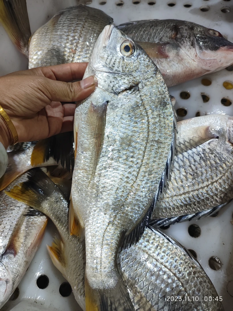 汕尾本港纯野生的黄角立