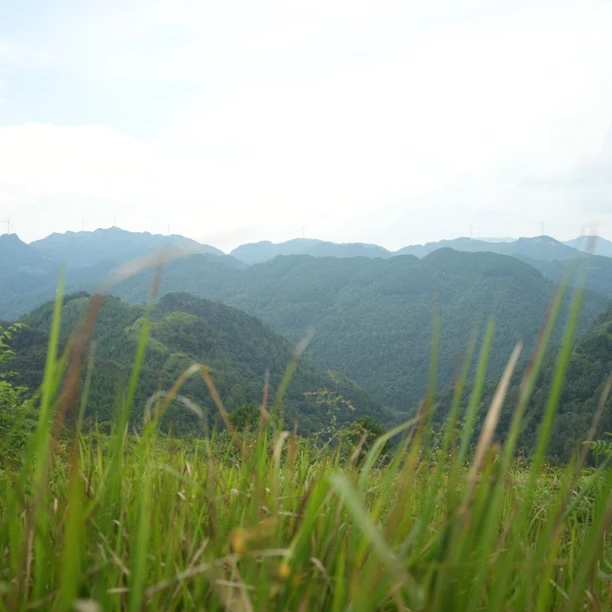 【黔农山货】贵州野山货山草通用链接泡酒泡茶煮水煲汤好料子