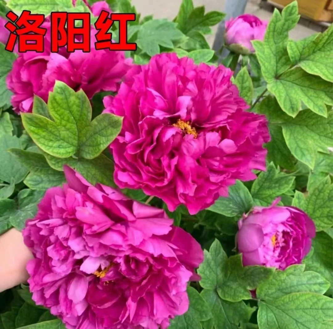 牡丹【洛阳红】缺货中精品苗现挖现发