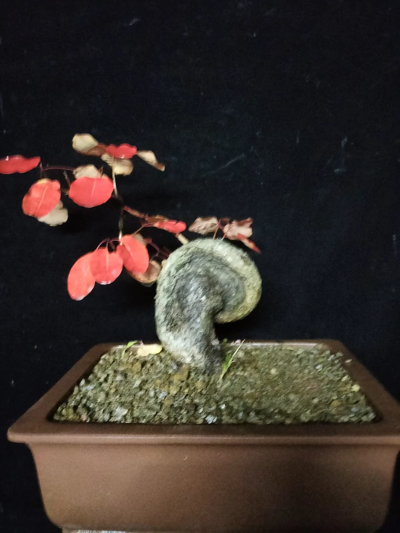 观叶绿植红叶黄栌
