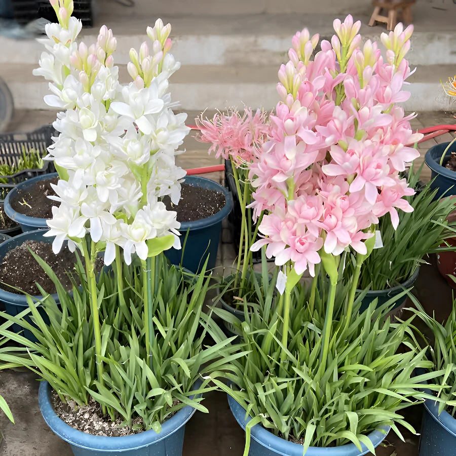 晚香玉种球重瓣浓香多年生球根庭院盆栽花卉绿植当年开花室内香味