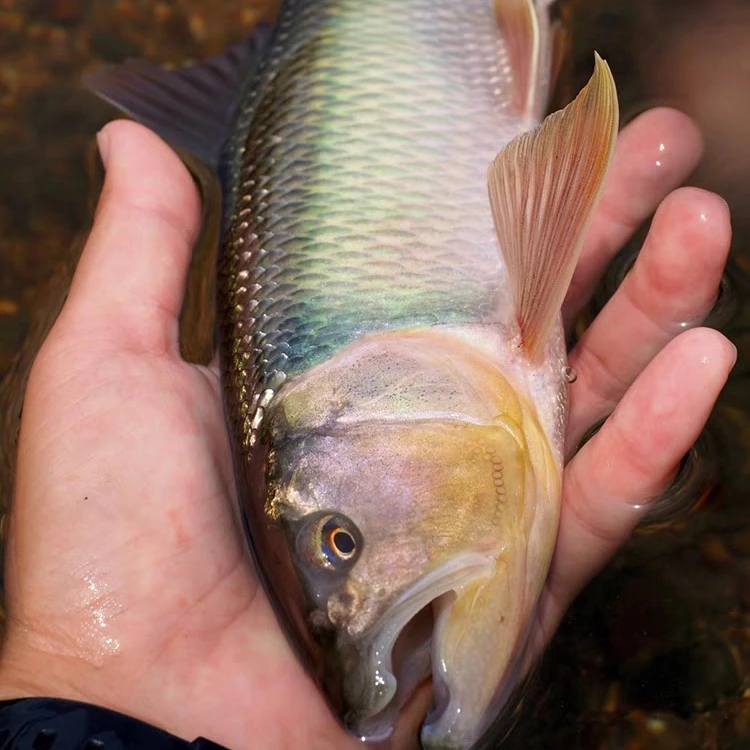 重庆马口鱼苗淡水鱼养殖食用鱼