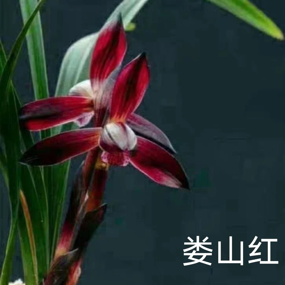 浓香型 绿植春兰娄山红老种兰花兰花苗室内盆栽红素名兰