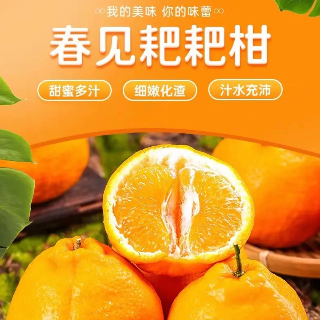 净重8斤现摘耙耙柑四川春见丑柑丑橘新鲜采摘甜蜜多汁果园直发
