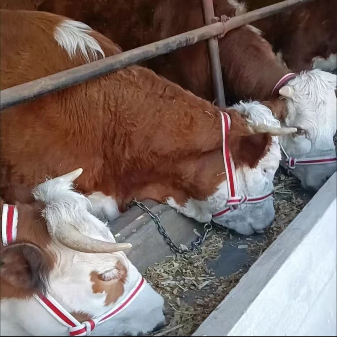 牛笼头马笼头驴笼头大小笼头可调解牛笼头板带牛笼头绳网带笼头 .