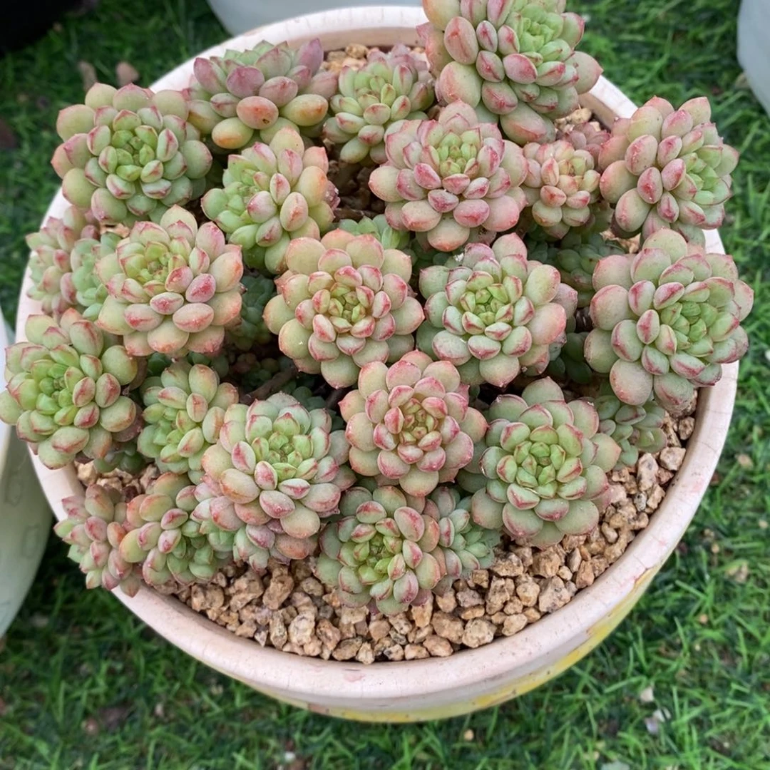 可爱多整桩无砍老桩