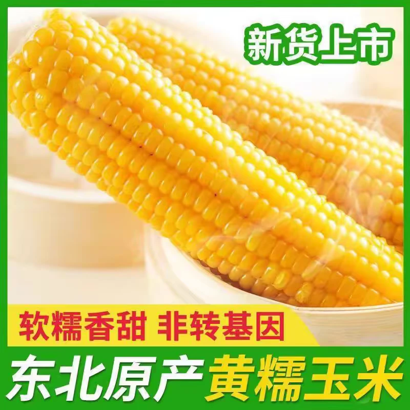 五常黄糯粘玉米8根