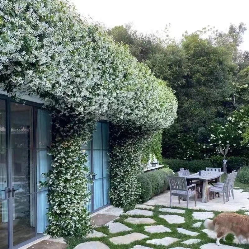 风车茉莉大苗四季常青爬藤植物适合阳台庭院盆栽