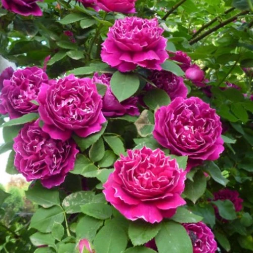 藤本月季爬藤植物 浓香型 四季开花 紫袍玉带月季花苗 爬藤月季