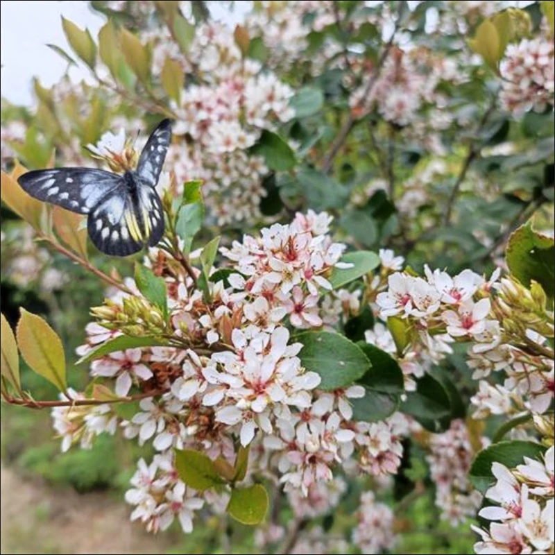 【一物一拍】绿雅园艺（叁）海岛春花石斑木盆景造型盆栽