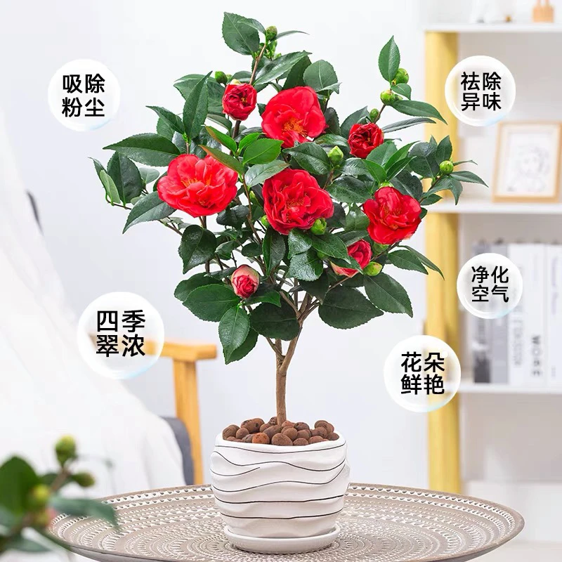 四季红色山茶花盆栽树苗高度40到50公分高好养殖耐寒耐热花卉