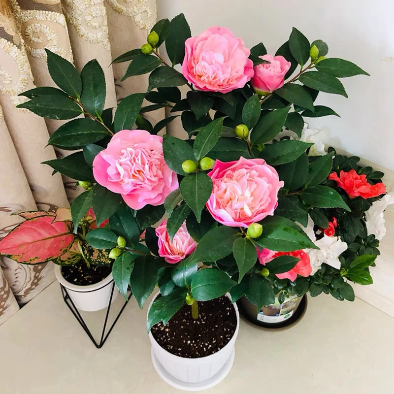 带花苞四季五色香妃茶花树苗盆栽高度约45到50公分花苞办公室绿植