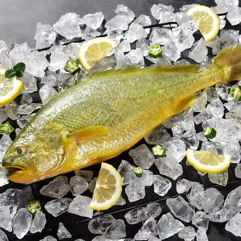 【发8条】深海海捕黄花鱼鲜活速冻黄鱼美味海鲜 半斤/条 新鲜