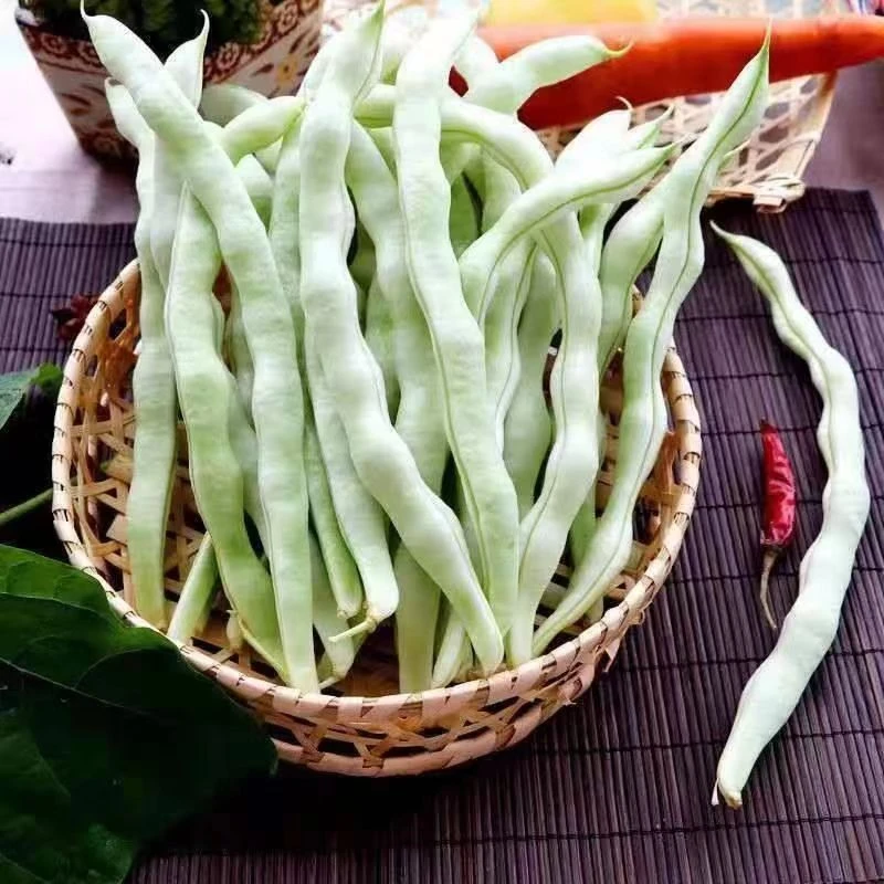 新鲜白豆角白芸豆白大架白不老农家扁豆现摘现发新鲜蔬菜鲜嫩