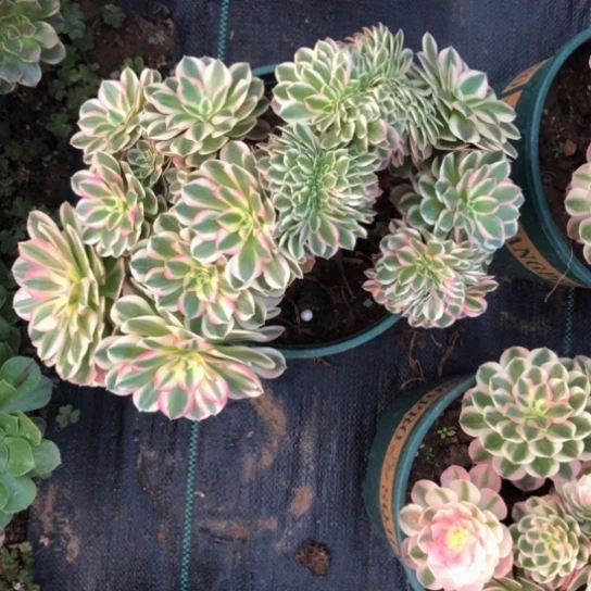 倾城缀化多肉植物