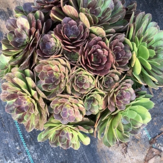 花月夜多肉植物老庄