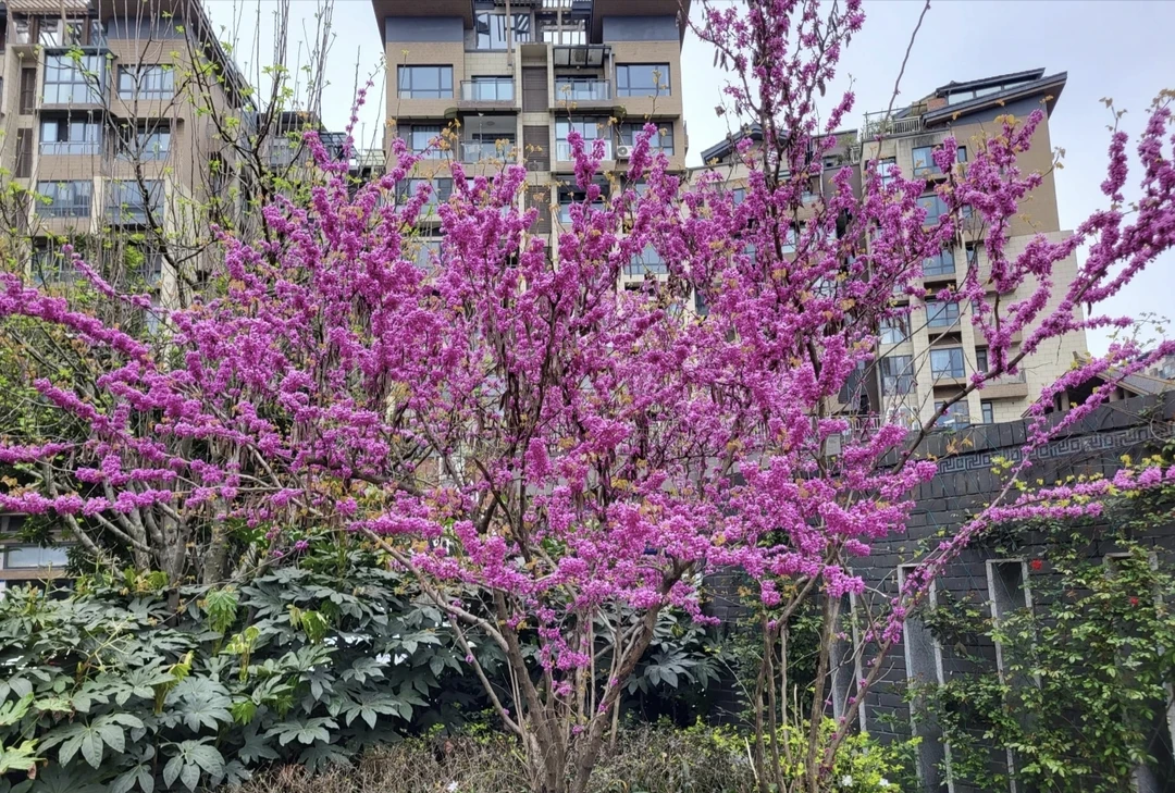 紫荆花树苗紫荆树苗别墅庭院绿化植物四季栽种风景树树木盆栽地栽