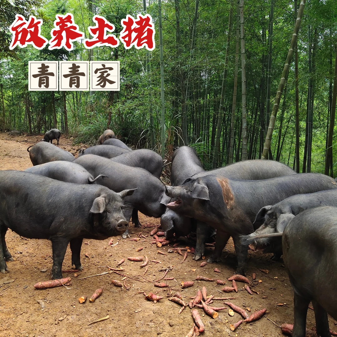 改价连接跑山猪猪油连接放养