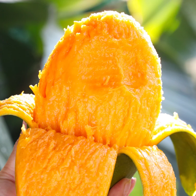 攀枝花凯特芒芒果带箱9.5-10斤大芒果新鲜应季水果 放软食用
