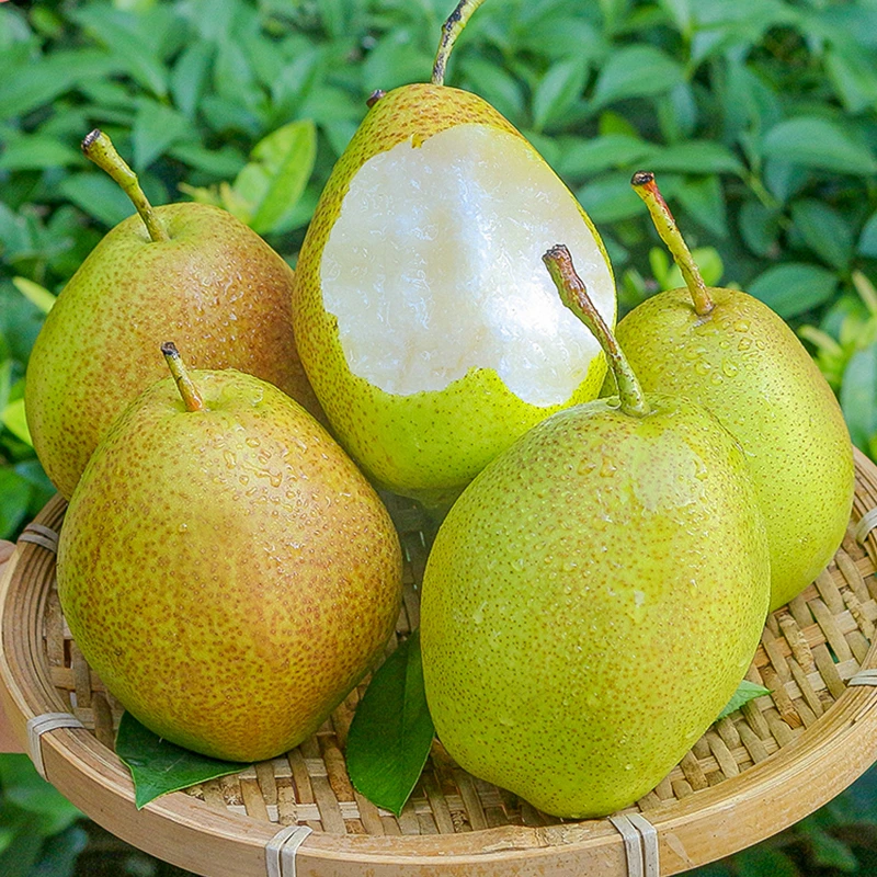 新疆库尔勒香梨16枚装新鲜当季水果脆甜