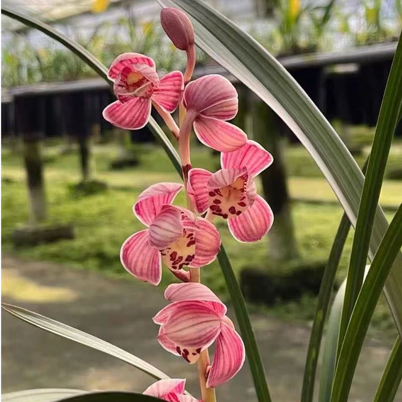 建兰【红草红荷】浓香型四季建兰室内花卉盆栽好养易活