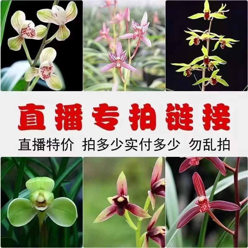 直播一物一拍室内花卉盆栽好养易活净化空气